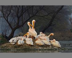 Pelican island- Image By Rathika Ramasamy
